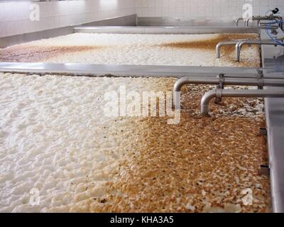 Fermenting of a beer in an open fermenters in a brewery. Stock Photo