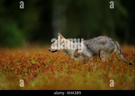 Running wolf in high grass with blossom Stock Photo