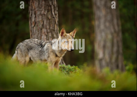 Wolf standing in forest Stock Photo