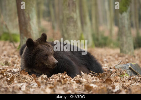 European Brown Bear / Braunbaer ( Ursus arctos ), young adolescent, lying, resting on side in dry leaves, watching curious for something next to him,  Stock Photo