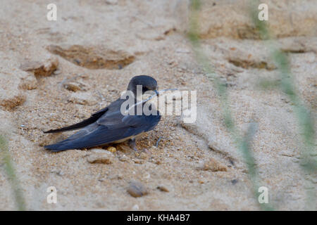 Sand Martin / Bank Swallow ( Riparia riparia) just arrived in breeding territory, collecting, carrying nesting material in its beak, wildlife, Europe. Stock Photo