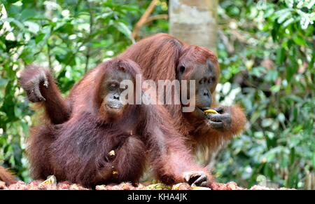 Bornean orangutans (Pongo  pygmaeus wurmbii) in the wild nature. Rainforest of Island Borneo. Indonesia. Stock Photo