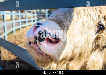 Close up young domestic yak or Bos Grunniens in zoo Stock Photo