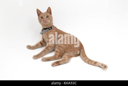 Young Ginger Tom Cat Stock Photo