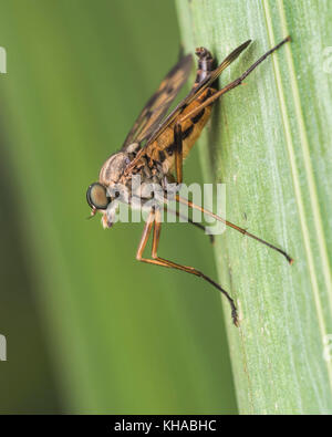 Downlooker Snipefly (Rhagio scolopaceus) on pondside vegetation. Tipperary, Ireland. Stock Photo