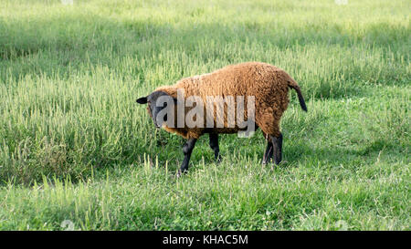Finn Sheep Standing in Grassy Field Stock Photo