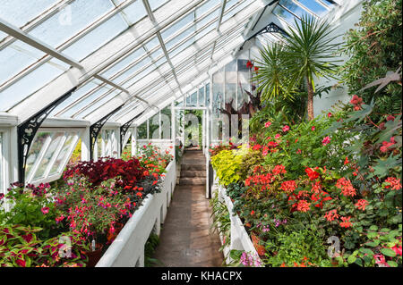 Crathes Castle, Banchory, Aberdeenshire, Scotland, UK. Interior view of the Victorian greenhouse in the famous walled gardens Stock Photo