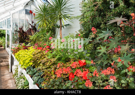 Crathes Castle, Banchory, Aberdeenshire, Scotland, UK. Interior view of the Victorian greenhouse in the famous walled gardens Stock Photo