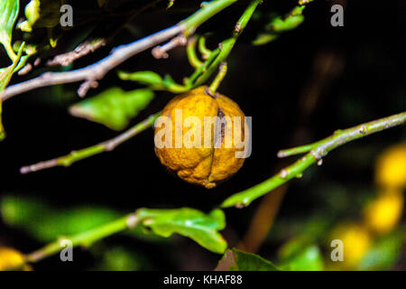 Reinette apples from El Sauzal (Tenerife) Stock Photo