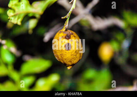 Reinette apples from El Sauzal (Tenerife) Stock Photo