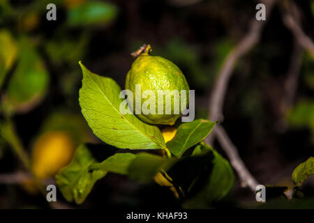 Reinette apples from El Sauzal (Tenerife) Stock Photo