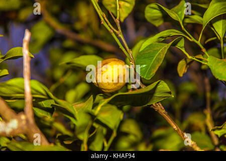 Reinette apples from El Sauzal (Tenerife) Stock Photo