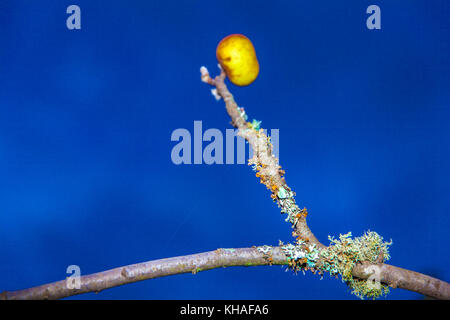 Reinette apples from El Sauzal (Tenerife) Stock Photo