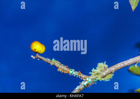 Reinette apples from El Sauzal (Tenerife) Stock Photo