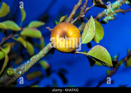 Reinette apples from El Sauzal (Tenerife) Stock Photo