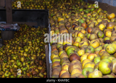 Reinette apples from El Sauzal (Tenerife) Stock Photo