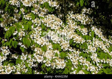 White flowering shrub, Japanese snowball (Viburnum plicatum), England, Great Britain Stock Photo