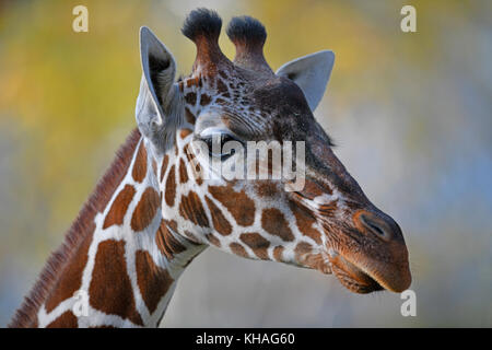 Somali giraffe (Giraffa camelopardalis reticulata), portrait, captive Stock Photo