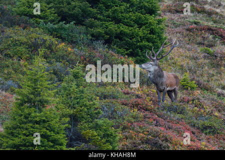 Red deer (Cervus elaphus) on a mountain slope in autumn, Tyrol, Austria Stock Photo