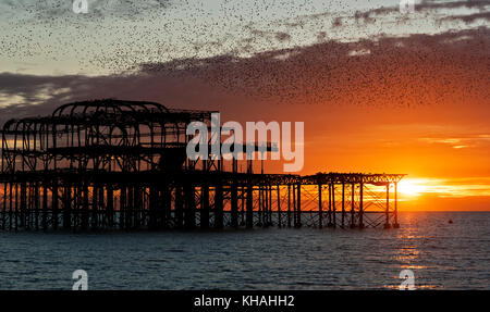 Murmuration over the ruins of Brighton's West Pier on the south coast of England. A flock of starlings swoops in a mass over the pier at sunset.