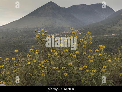 Jerusalem Sage, Phlomis fruticosa, in flower on the Mani Peninsula; Peloponnese, Greece. Stock Photo