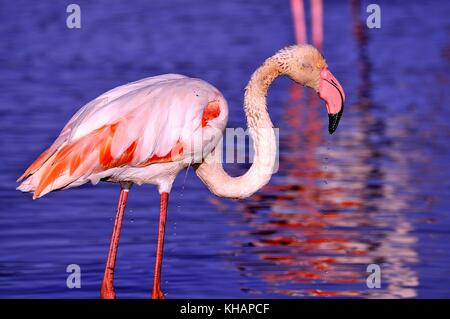 Vans flamant rose outlet femme