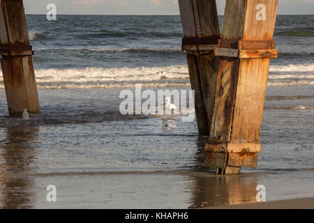 Egrets on Daytona Beach, Florida Stock Photo