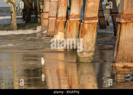 Egrets on Daytona Beach, Florida Stock Photo