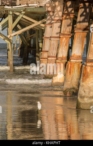 Egret on Daytona Beach, Florida, USA Stock Photo