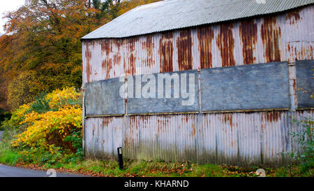 Autumn leaves with corrugated iron shed Stock Photo