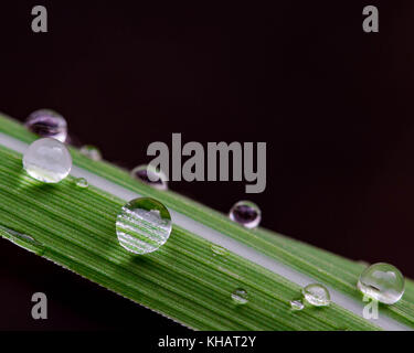 rain beads on a leaf Stock Photo