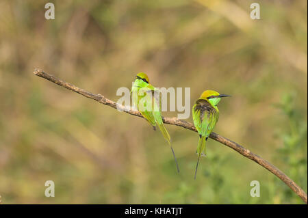 Pair of Green Bee Eaters Sitting on Branch Stock Photo