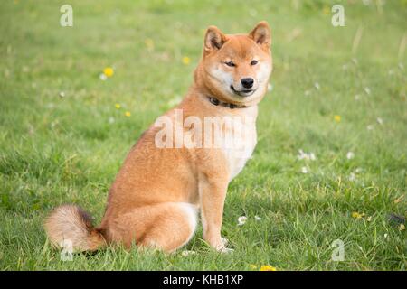 a portrait in the wild themes of a shiba inu dog with very tender eyes Stock Photo