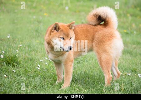 a portrait in the wild themes of a shiba inu dog with very tender eyes Stock Photo