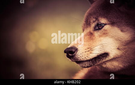 a portrait in the wild themes of a shiba inu dog with very tender eyes Stock Photo