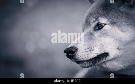 a portrait in the wild themes of a shiba inu dog with very tender eyes Stock Photo