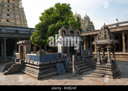 Sacred tree mango dedicated to the union of Siva and Parvati. Ekambareswarar temple is a Hindu temple. Kachi Ekambam old shiva temple. Largest temple in the town of Kanchipuram. Tamil Nadu, India. Stock Photo