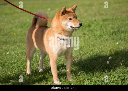 a portrait in the wild themes of a shiba inu dog with very tender eyes Stock Photo