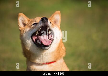 a portrait in the wild themes of a shiba inu dog with very tender eyes Stock Photo