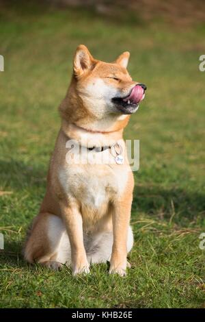 a portrait in the wild themes of a shiba inu dog with very tender eyes Stock Photo