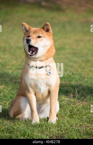 a portrait in the wild themes of a shiba inu dog with very tender eyes Stock Photo