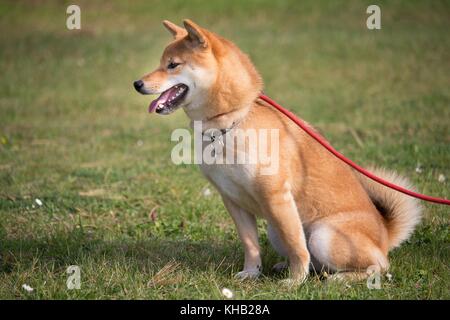 a portrait in the wild themes of a shiba inu dog with very tender eyes Stock Photo