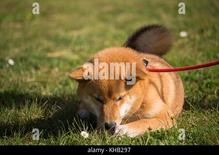 a portrait in the wild themes of a shiba inu dog with very tender eyes Stock Photo