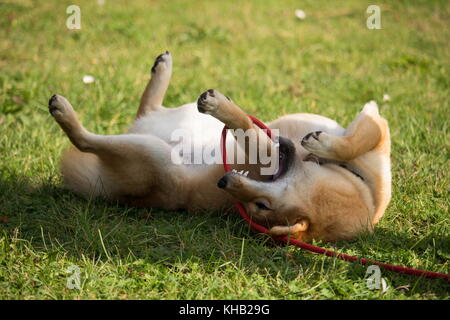 a portrait in the wild themes of a shiba inu dog with very tender eyes Stock Photo