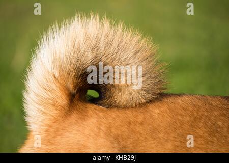 a portrait in the wild themes of a shiba inu dog with very tender eyes Stock Photo