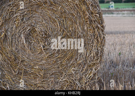 Round straw hay bale in field in Norfolk, England Stock Photo