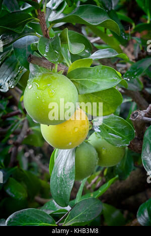 Kei apple (Dovyalis caffra), umkokola. clouse up tropical fruit Stock Photo