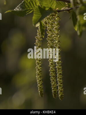 Catkins of hop-hornbeam, Ostrya carpinifolia, in spring; Greece. Stock Photo