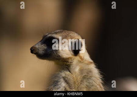 Watch meerkat - Stock Photo [94917032] - PIXTA