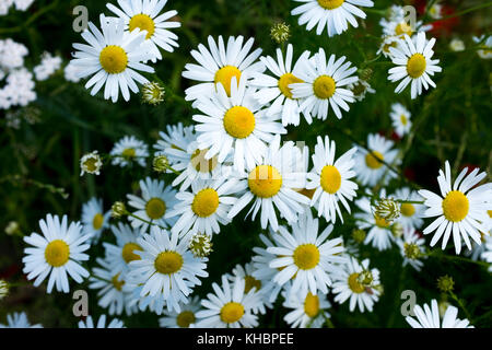 Daisy / Daisies by the side of the road in Sweden Europe during summer Stock Photo